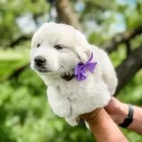 Kate, a female Great Pyrenees for sale in Natalia, TX – Photo 6 of 10