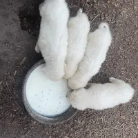 Kate, a female Great Pyrenees for sale in Natalia, TX – Photo 5 of 10