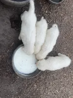 Kate, a female Great Pyrenees for sale in Natalia, TX – Photo 5 of 10