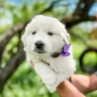 Kate, a female Great Pyrenees for sale in Natalia, TX – Photo 1 of 10