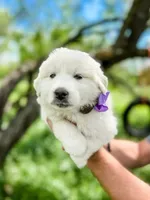 Kate, a female Great Pyrenees for sale in Natalia, TX – Photo 1 of 10