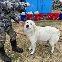 Kate, a female Great Pyrenees for sale in Natalia, TX – Photo 8 of 10