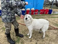 Kate, a female Great Pyrenees for sale in Natalia, TX – Photo 8 of 10