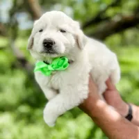 Kate, a female Great Pyrenees for sale in Natalia, TX – Photo 3 of 10