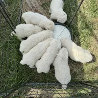 Kate, a female Great Pyrenees for sale in Natalia, TX – Photo 9 of 10