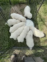 Kate, a female Great Pyrenees for sale in Natalia, TX – Photo 9 of 10