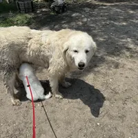 Kate, a female Great Pyrenees for sale in Natalia, TX – Photo 10 of 10