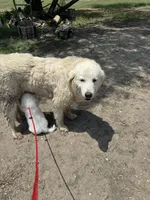 Kate, a female Great Pyrenees for sale in Natalia, TX – Photo 10 of 10