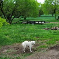 Kate, a female Great Pyrenees for sale in Natalia, TX – Photo 4 of 10