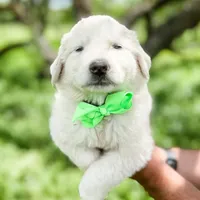 Kate, a female Great Pyrenees for sale in Natalia, TX – Photo 2 of 10