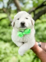 Kate, a female Great Pyrenees for sale in Natalia, TX – Photo 2 of 10