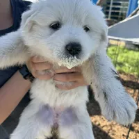 Kate, a female Great Pyrenees for sale in Natalia, TX – Photo 7 of 10