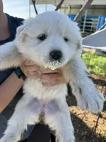 Kate, a female Great Pyrenees for sale in Natalia, TX – Photo 7 of 10