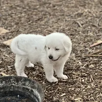 Sam, a male Great Pyrenees for sale in Natalia, TX – Photo 2 of 8