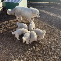 Sam, a male Great Pyrenees for sale in Natalia, TX – Photo 5 of 8