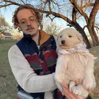 Sam, a male Great Pyrenees for sale in Natalia, TX – Photo 7 of 8