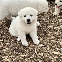 Sam, a male Great Pyrenees for sale in Natalia, TX – Photo 3 of 8