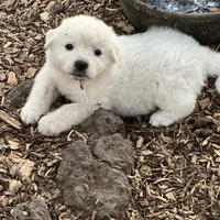 Sam, a male Great Pyrenees for sale in Natalia, TX – Photo 4 of 8