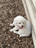 processed/182e021d-ee2a-4015-96e9-ee1abe2cd8d3/listing/96a14231-9307-45da-8d37-9c0a1c359d41/be71e70f-9ea1-4ca5-b71a-72bd16a8afc0