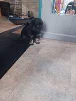 Rose, a female Havanese and Pomsky for sale in Mankato, MN – Photo 1 of 3