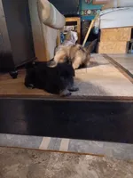 Rose, a female Havanese and Pomsky for sale in Mankato, MN – Photo 3 of 3