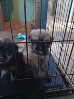 Buddy, a male Havanese and Pomsky for sale in Mankato, MN – Photo 4 of 4