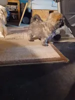 Buddy, a male Havanese and Pomsky for sale in Mankato, MN – Photo 3 of 4