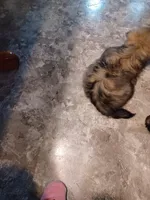 Buddy, a male Havanese and Pomsky for sale in Mankato, MN – Photo 1 of 4