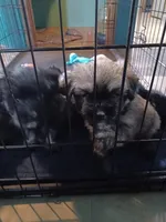 Buddy, a male Havanese and Pomsky for sale in Mankato, MN – Photo 2 of 4