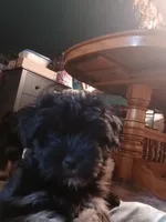 Violet, a female Havanese and Pomsky for sale in Mankato, MN – Photo 1 of 3