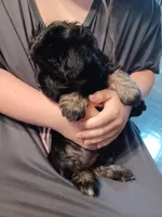 Violet, a female Havanese and Pomsky for sale in Mankato, MN – Photo 3 of 3