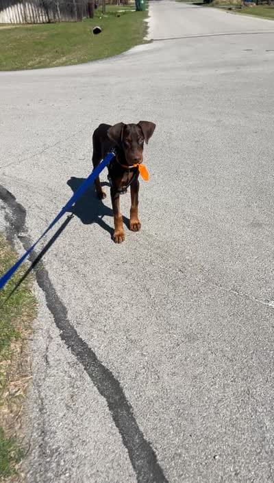 Latte, a male Doberman Pinscher for sale in Dallas, TX – 4 of 4