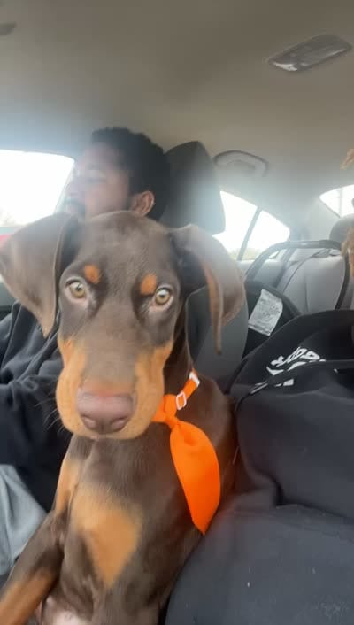 Latte, a male Doberman Pinscher for sale in Dallas, TX – 3 of 4