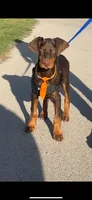 Latte, a male Doberman Pinscher for sale in Dallas, TX – 1 of 4