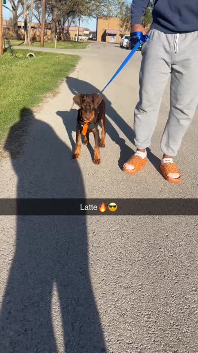 Latte, a male Doberman Pinscher for sale in Dallas, TX – 2 of 4
