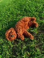 AKC Apple Girl, a female Poodle - Toy  for sale in Arcadia, FL – 4 of 10