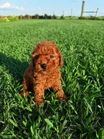 AKC Apple Girl, a female Poodle - Toy  for sale in Arcadia, FL – 3 of 10