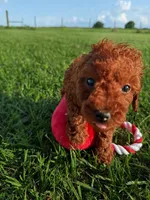 AKC Crimson boy, a male Poodle - Toy  for sale in Arcadia, FL – 9 of 10