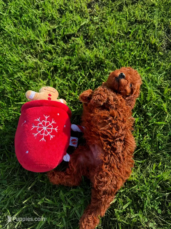 AKC Crimson boy – Poodle - Toy  puppy for sale in Arcadia, FL