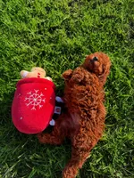 AKC Crimson boy, a male Poodle - Toy  for sale in Arcadia, FL – 1 of 10