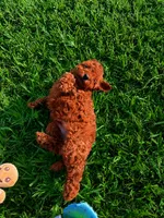 AKC Crimson boy, a male Poodle - Toy  for sale in Arcadia, FL – 3 of 10