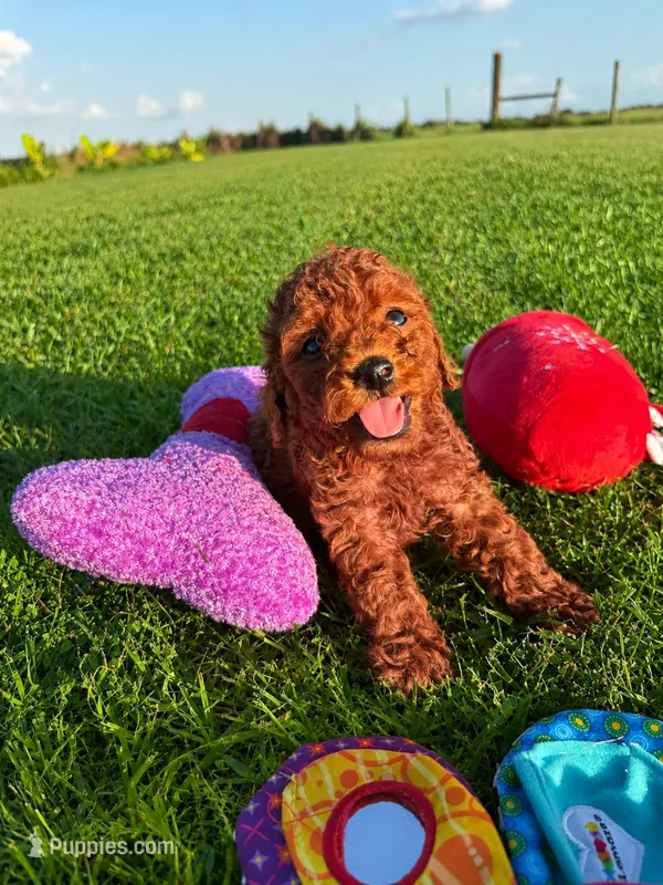 AKC Copper Boy – Poodle - Toy  puppy for sale in Arcadia, FL