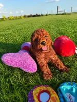 AKC Copper Boy, a male Poodle - Toy  for sale in Arcadia, FL – 1 of 6