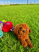 AKC Copper Boy, a male Poodle - Toy  for sale in Arcadia, FL – 5 of 6