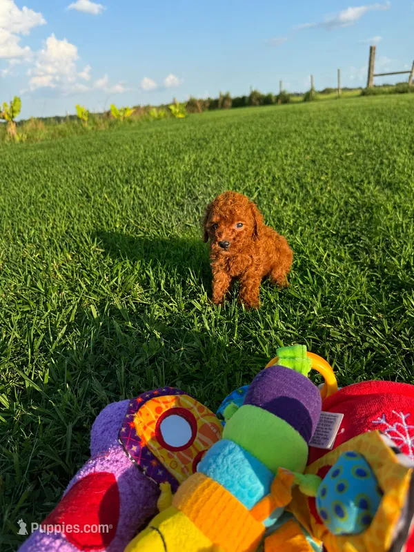 Apple Girl – Poodle - Toy  puppy for sale in Arcadia, FL