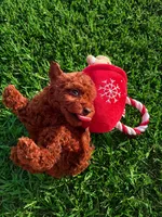AKC Crimson boy, a male Poodle - Toy  for sale in Arcadia, FL – 2 of 10
