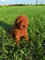 AKC Apple Girl, a female Poodle - Toy  for sale in Arcadia, FL – 2 of 10