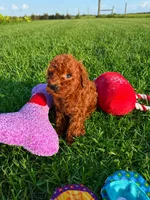 AKC Copper Boy, a male Poodle - Toy  for sale in Arcadia, FL – 4 of 6
