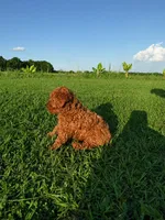 AKC Apple Girl, a female Poodle - Toy  for sale in Arcadia, FL – 9 of 10