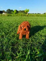 AKC Apple Girl, a female Poodle - Toy  for sale in Arcadia, FL – 5 of 10